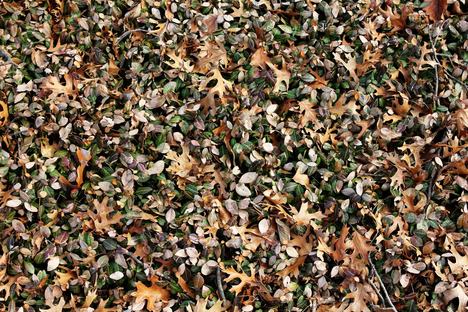 Canon EOS 550D (EOS Rebel T2i / EOS Kiss X4) sample photo. Leaves, autumn, outdoor photography