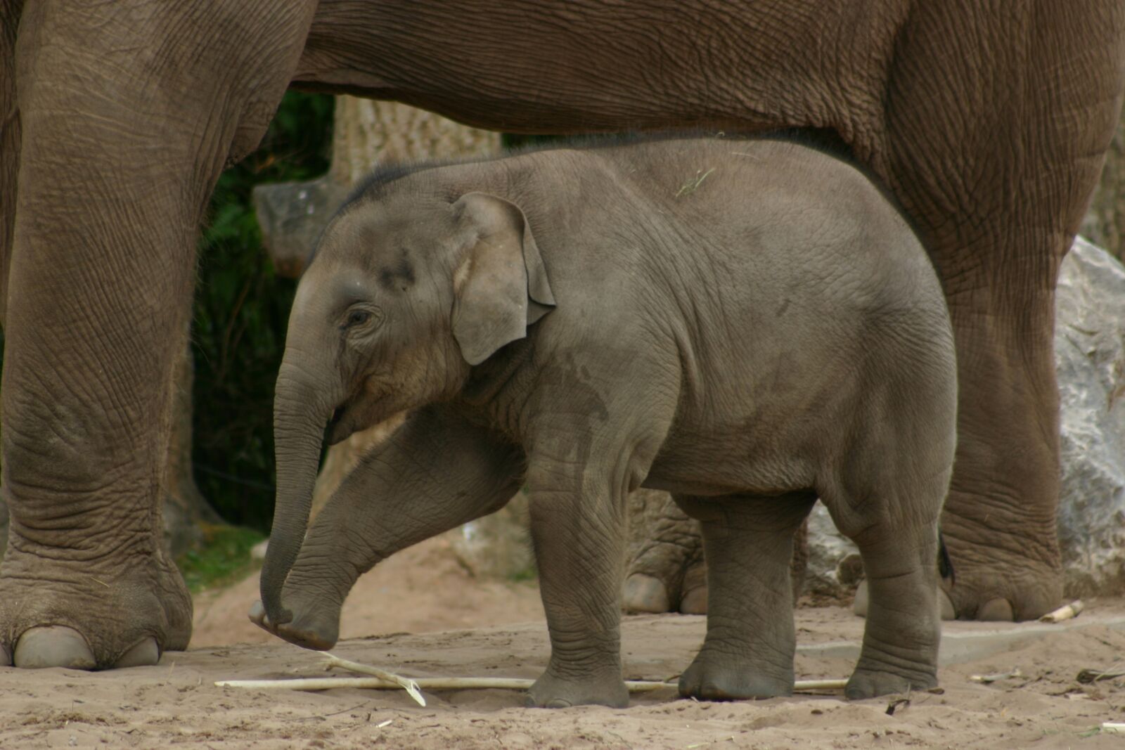 Canon EOS 300D (EOS Digital Rebel / EOS Kiss Digital) sample photo. Elephant, babyelephant, zoo photography