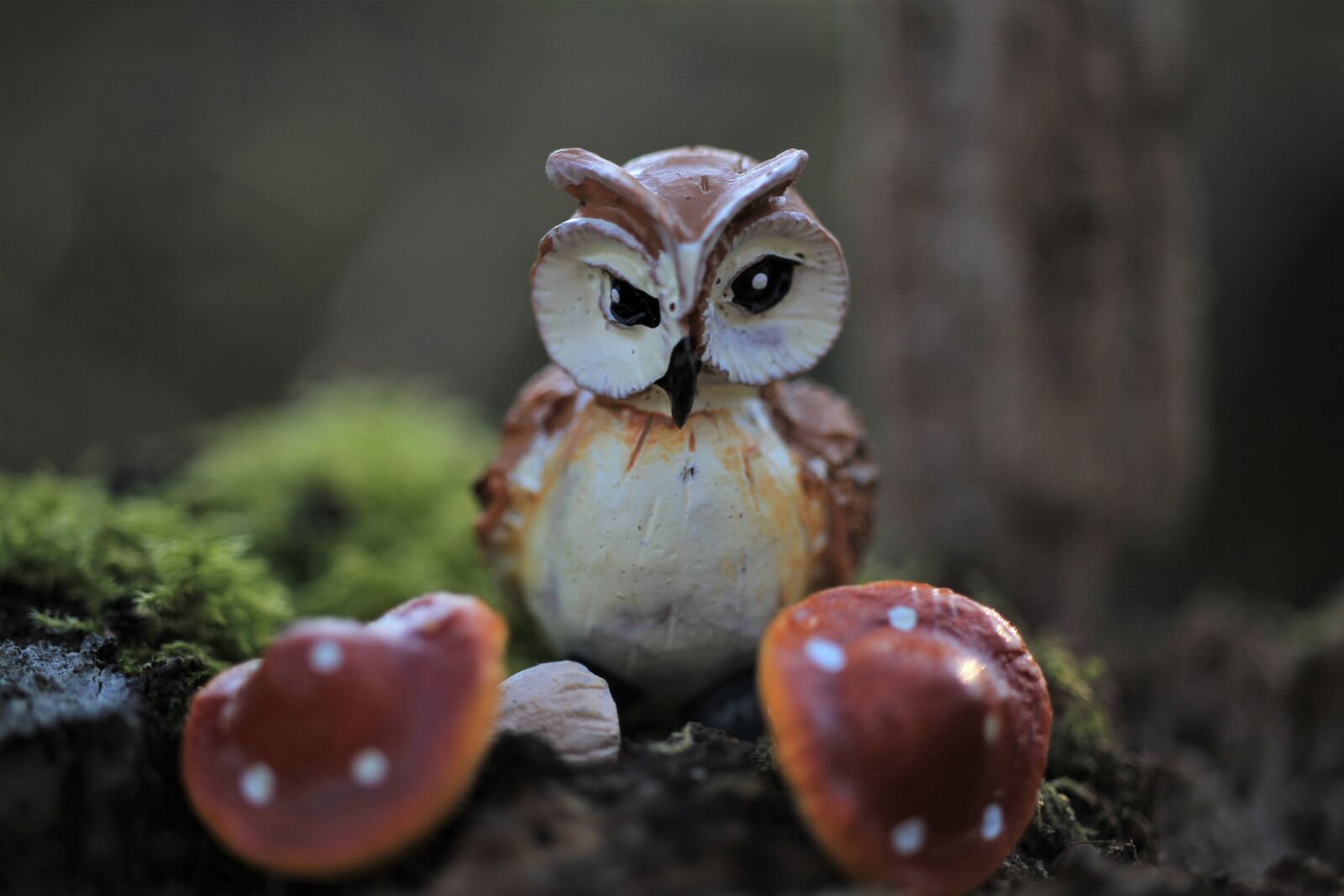 Canon EOS 7D sample photo. Owl, mushrooms, forest photography