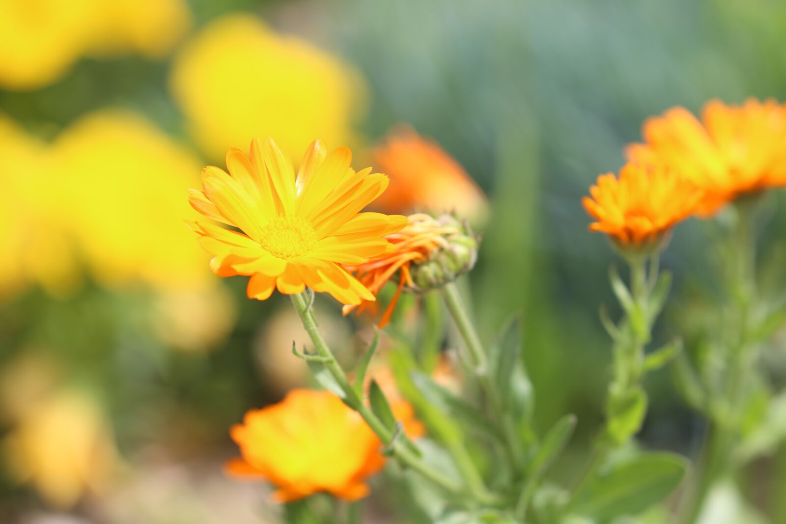 Canon EF 70-200mm F2.8L IS III USM sample photo. Flowers, garden, spring photography