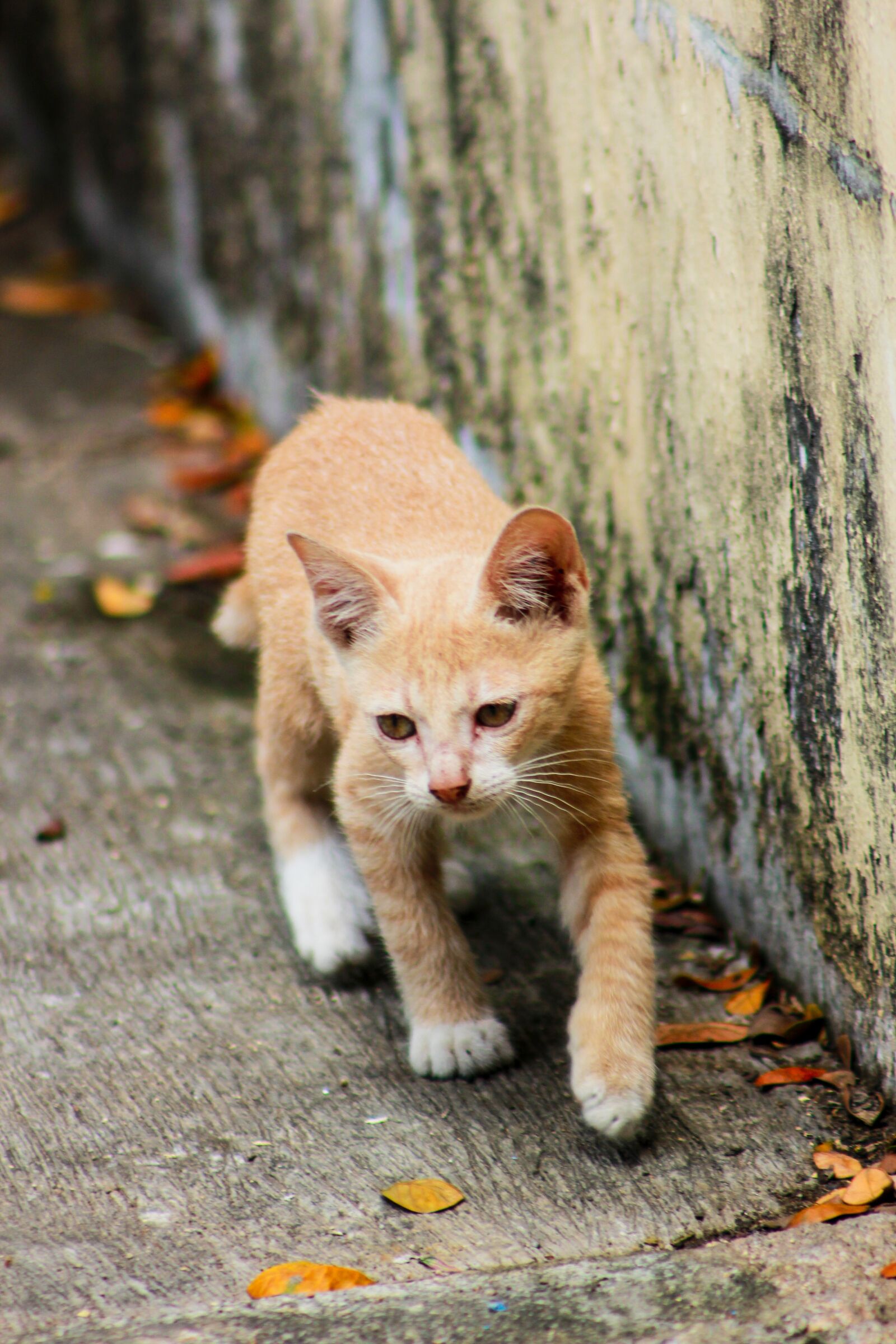 Canon EOS 60D sample photo. Baby cat, cat, cat photography
