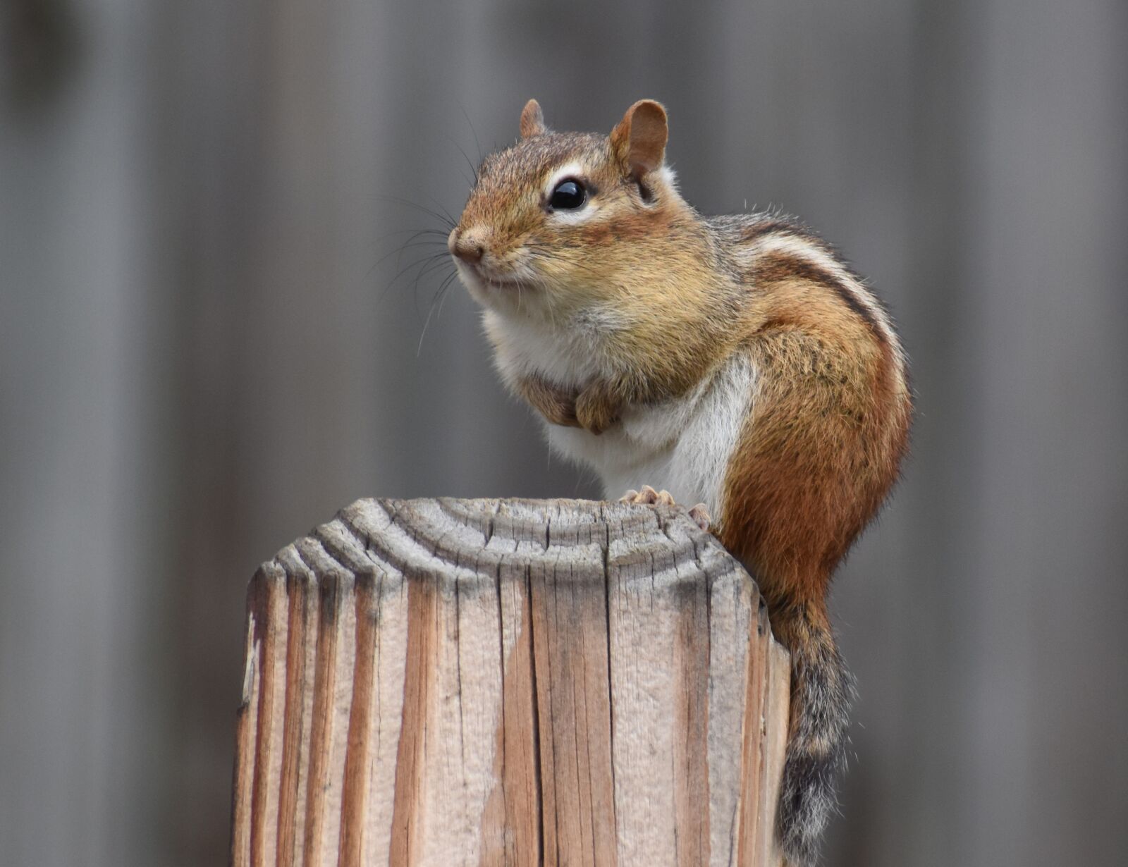Nikon D5600 sample photo. Animal, chipmunk, closeup photography