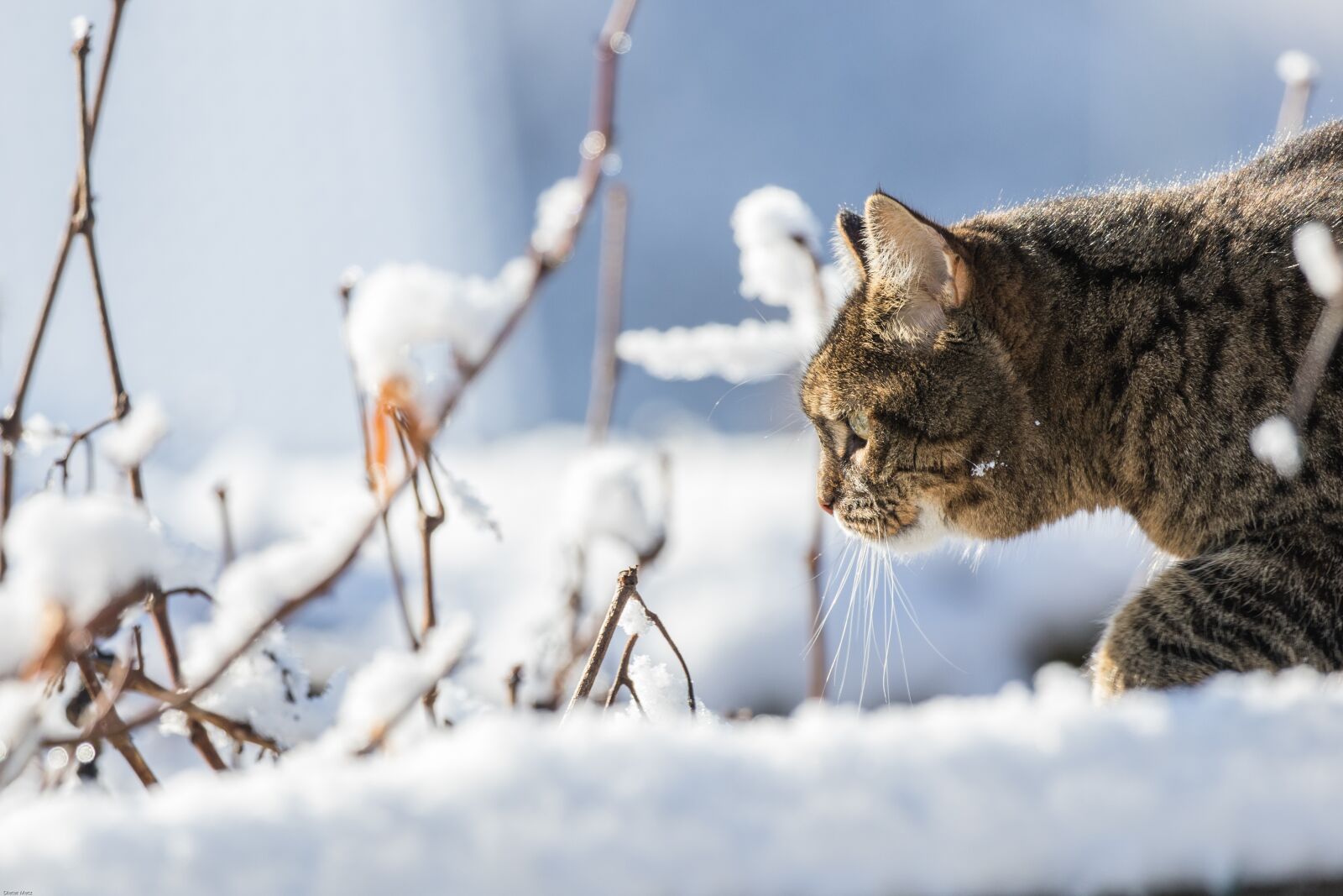 Canon EOS 7D Mark II sample photo. Cat, winter, snow photography