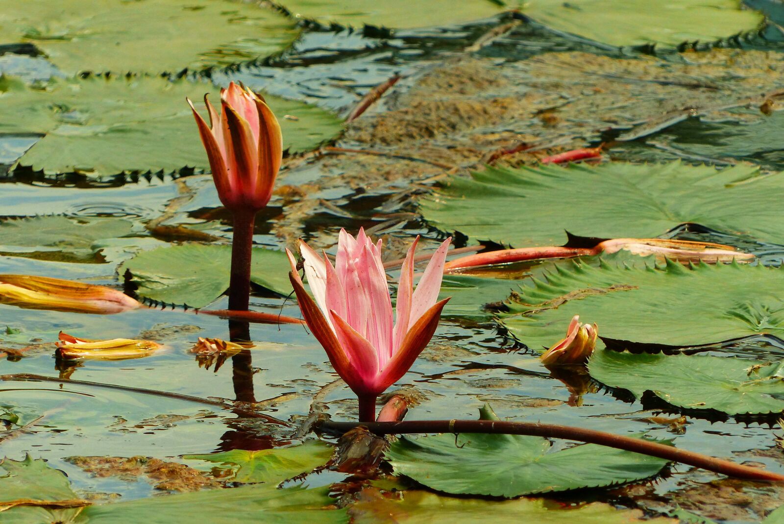 Panasonic Lumix DMC-FZ200 sample photo. Heviz, hungary, thermal spring photography
