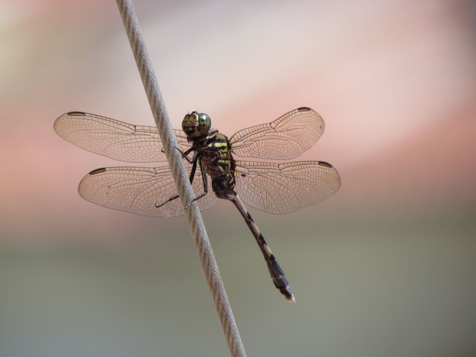 Canon PowerShot SX30 IS sample photo. Animal, documentary, insect photography