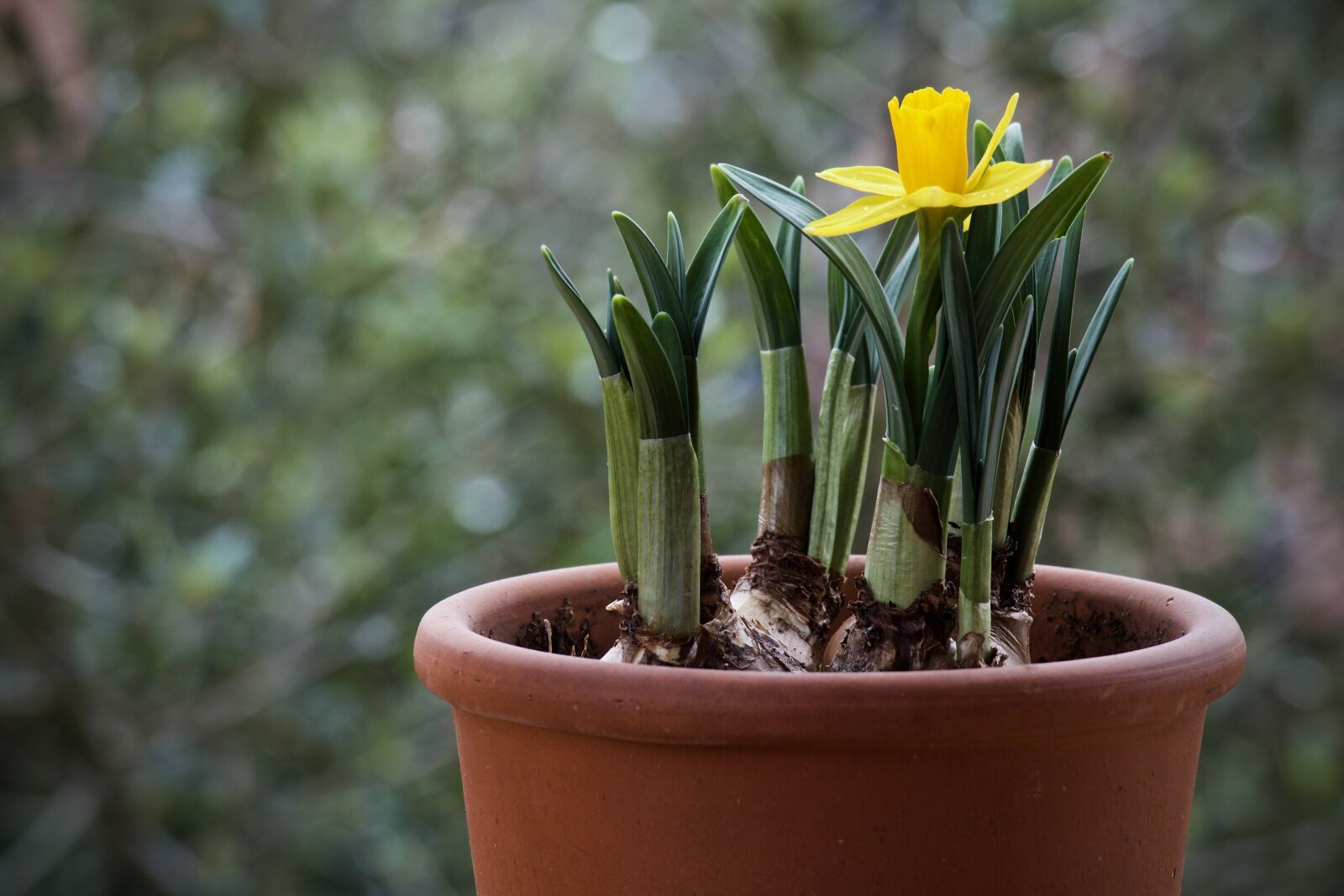 Canon EOS M sample photo. Bulb, narciso, plant photography