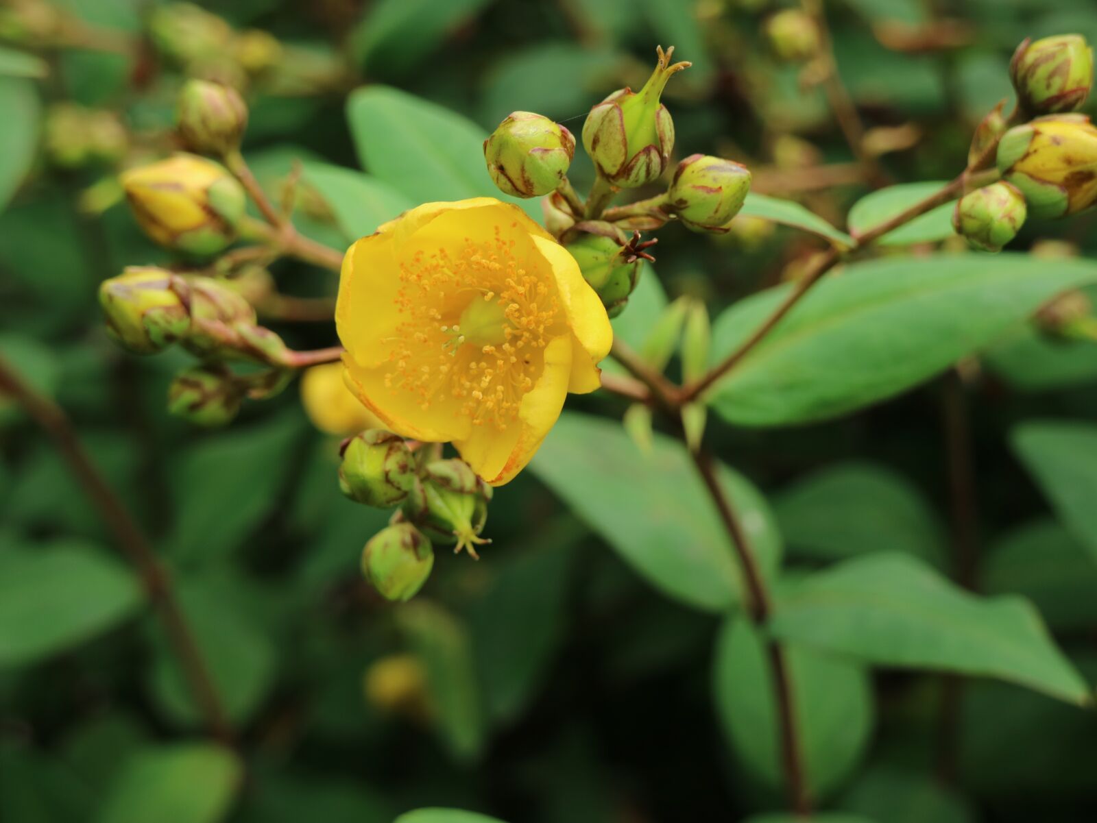 Canon EOS M3 sample photo. Jeju, yellow flower, nature photography
