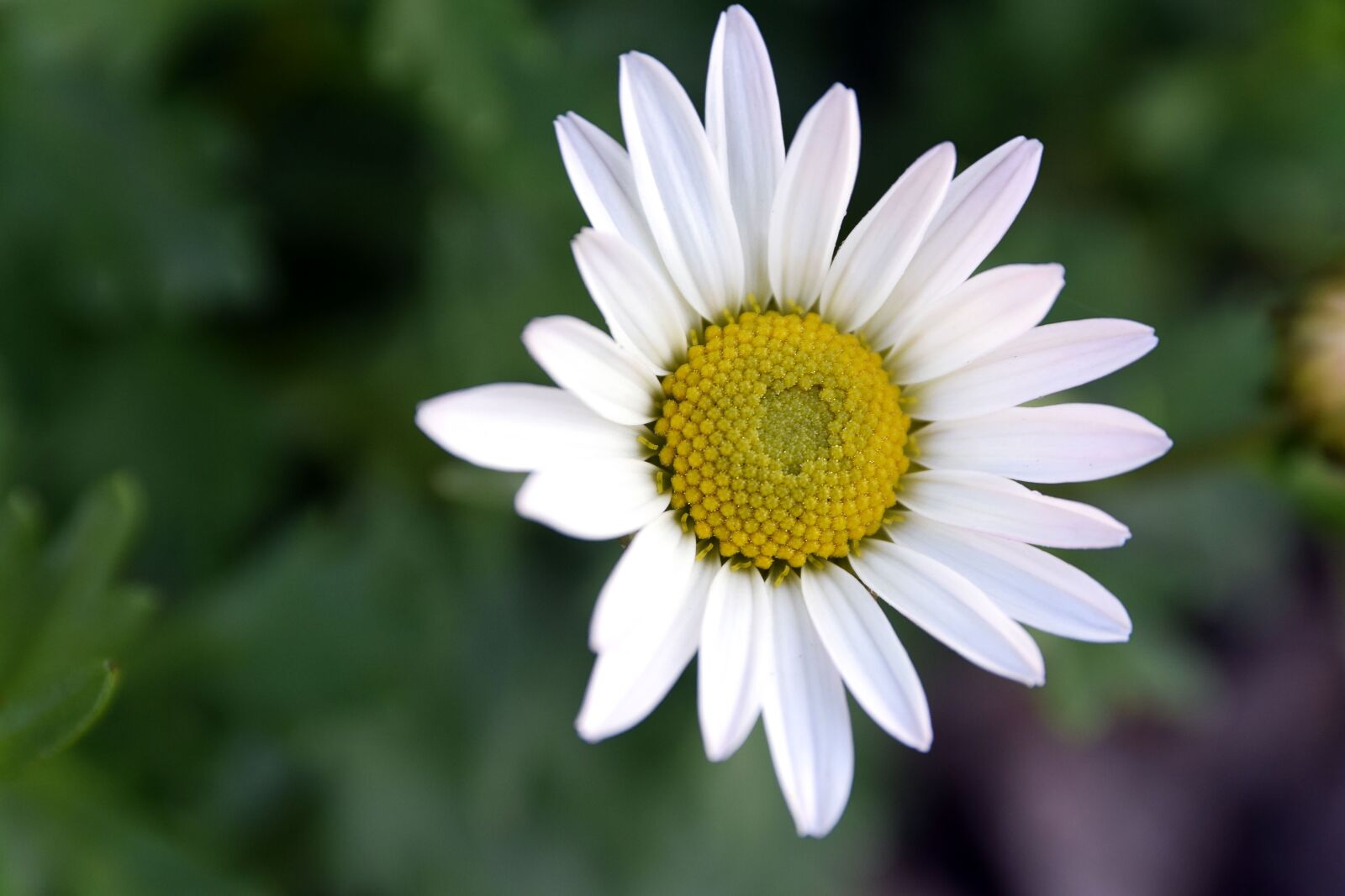 Nikon D5300 sample photo. Margarétka, perennial, flower photography