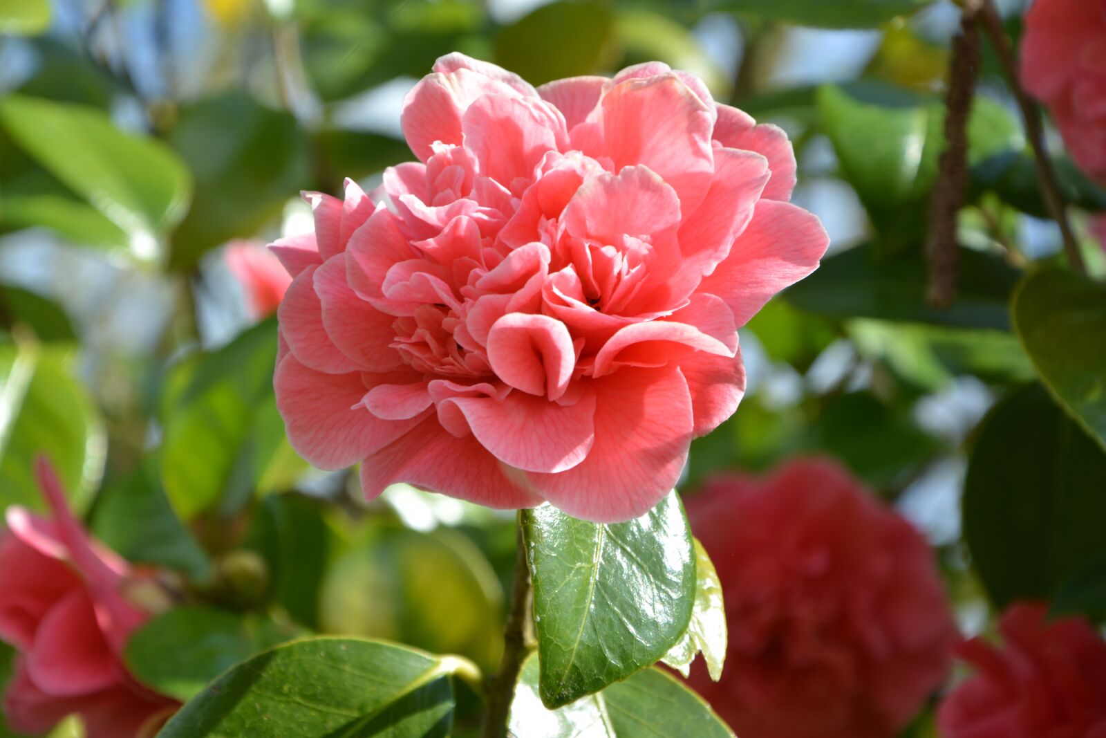 Nikon D5200 sample photo. Flower, camellia pink, green photography