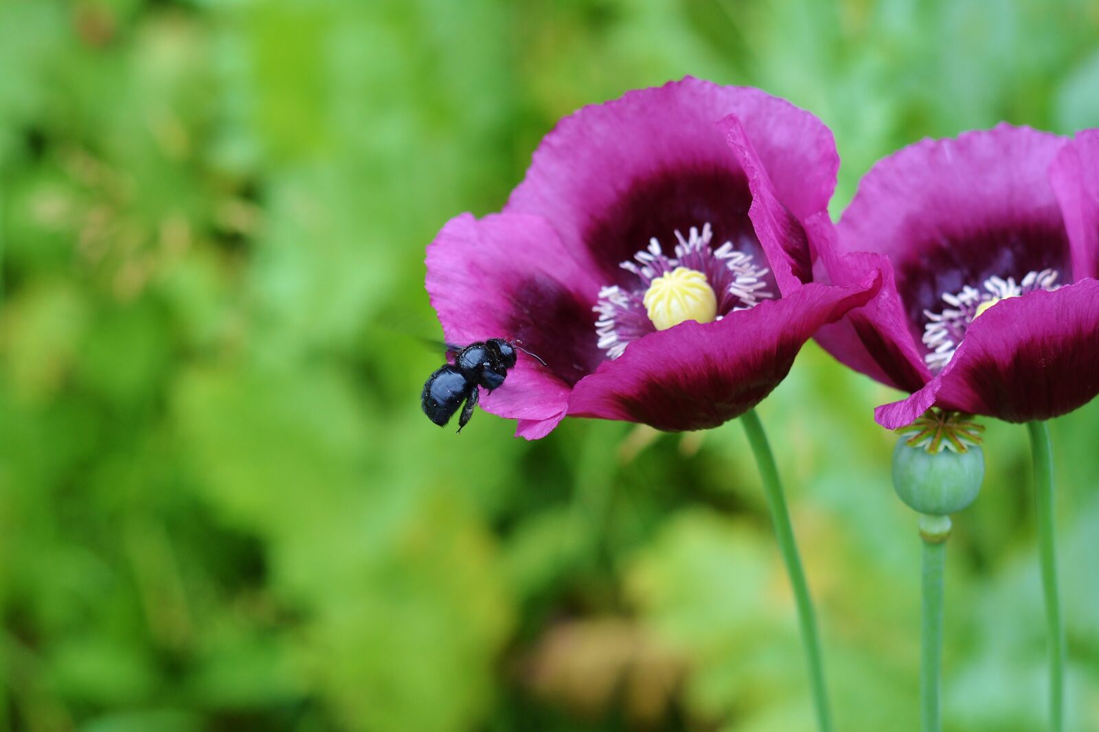 Nikon D5200 sample photo. Poppy flower, blue wooden photography