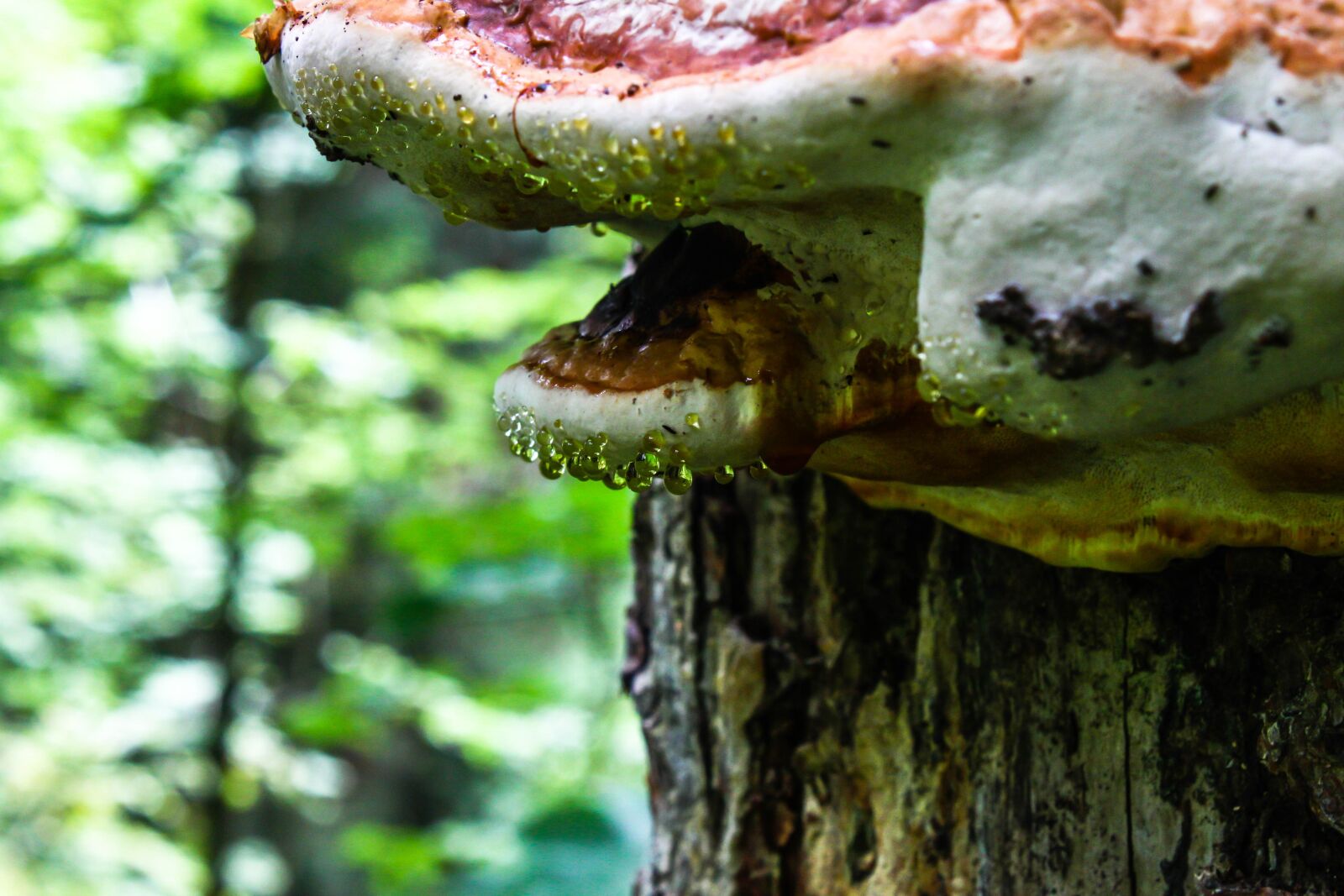Canon EOS 500D (EOS Rebel T1i / EOS Kiss X3) sample photo. Tree fungus, drip, drop photography