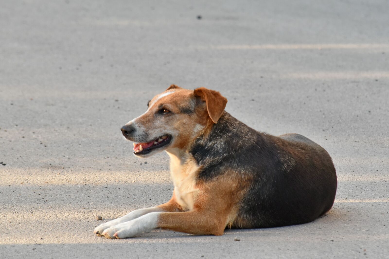 Nikon D5500 sample photo. Asphalt, laying, dog, pet photography
