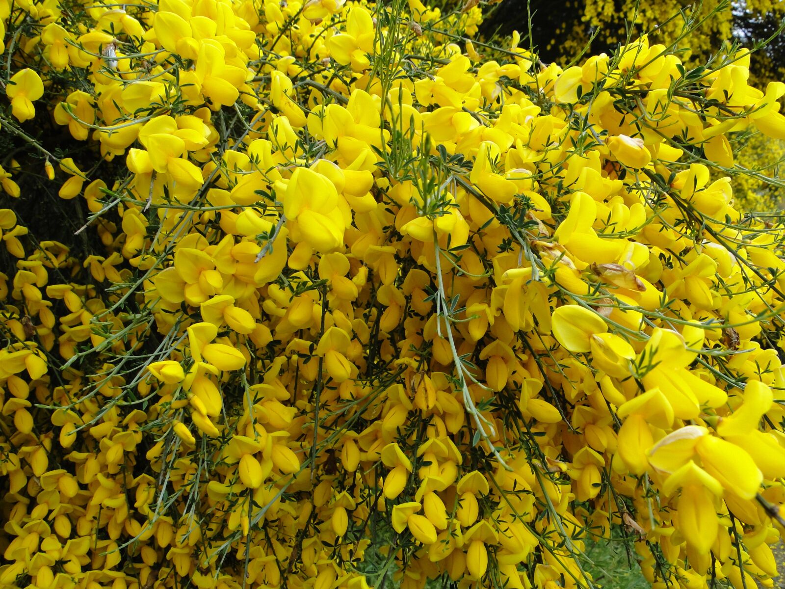 Sony Cyber-shot DSC-HX1 sample photo. Yellow, plants, nature photography