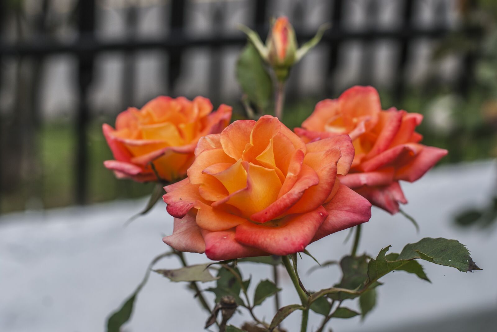 Nikon D60 sample photo. Rosa, flower, bella photography