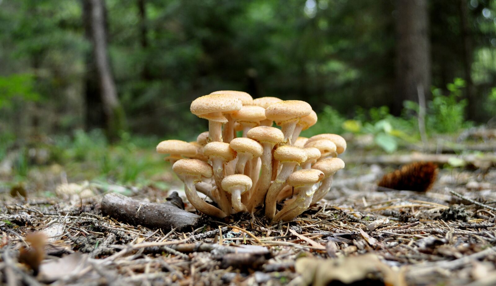 Nikon D5000 sample photo. Forest, opieńki, mushrooms photography