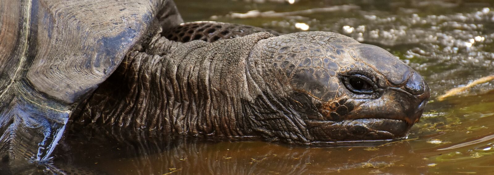 Nikon D7200 sample photo. Giant tortoises, animals, water photography