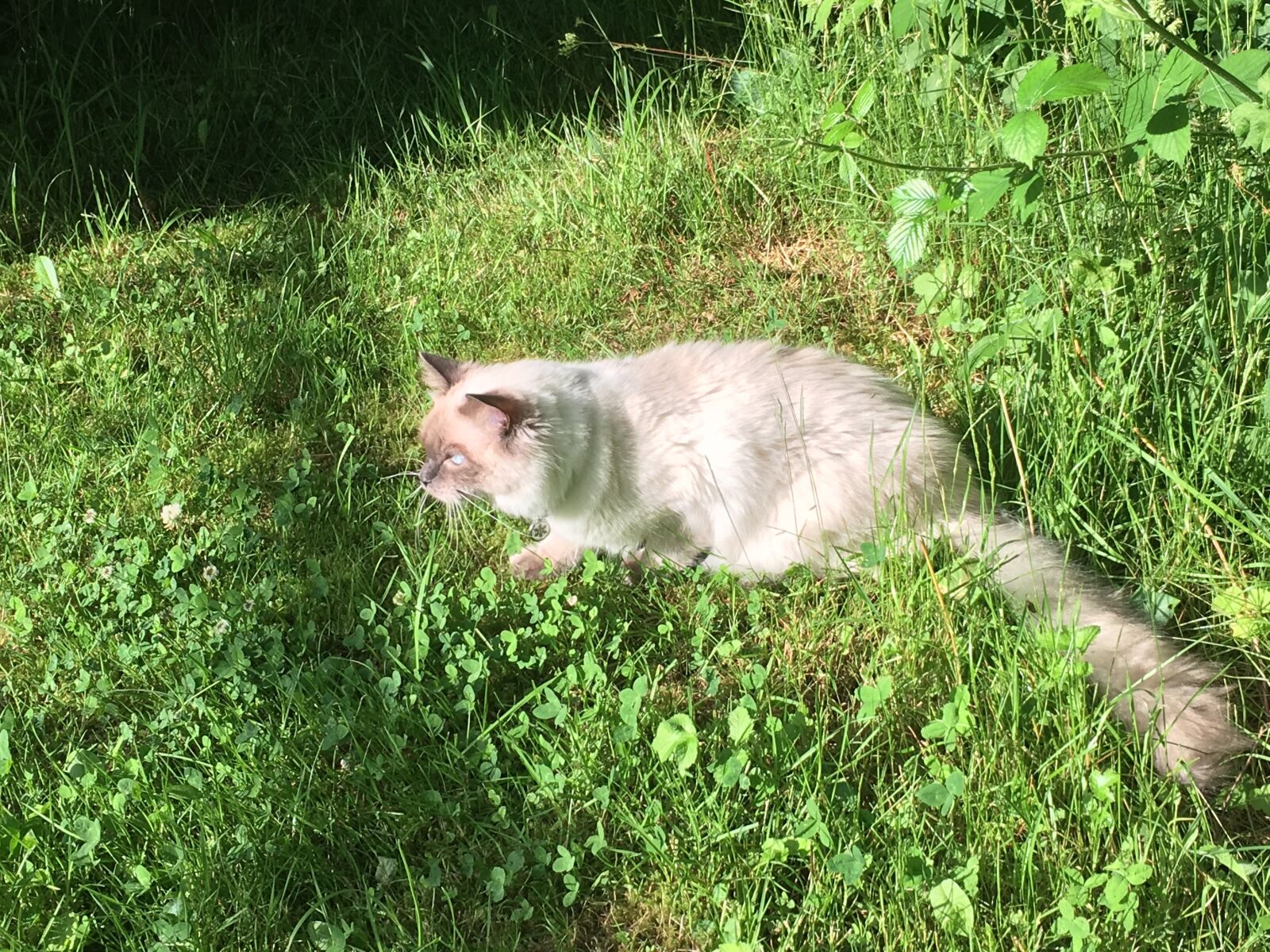 iPhone 6s Plus back camera 4.15mm f/2.2 sample photo. Ragdoll, cat, weed photography