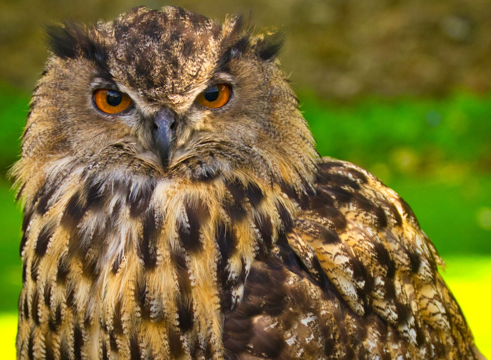 Nikon D5300 sample photo. Owl, nature, bird of photography