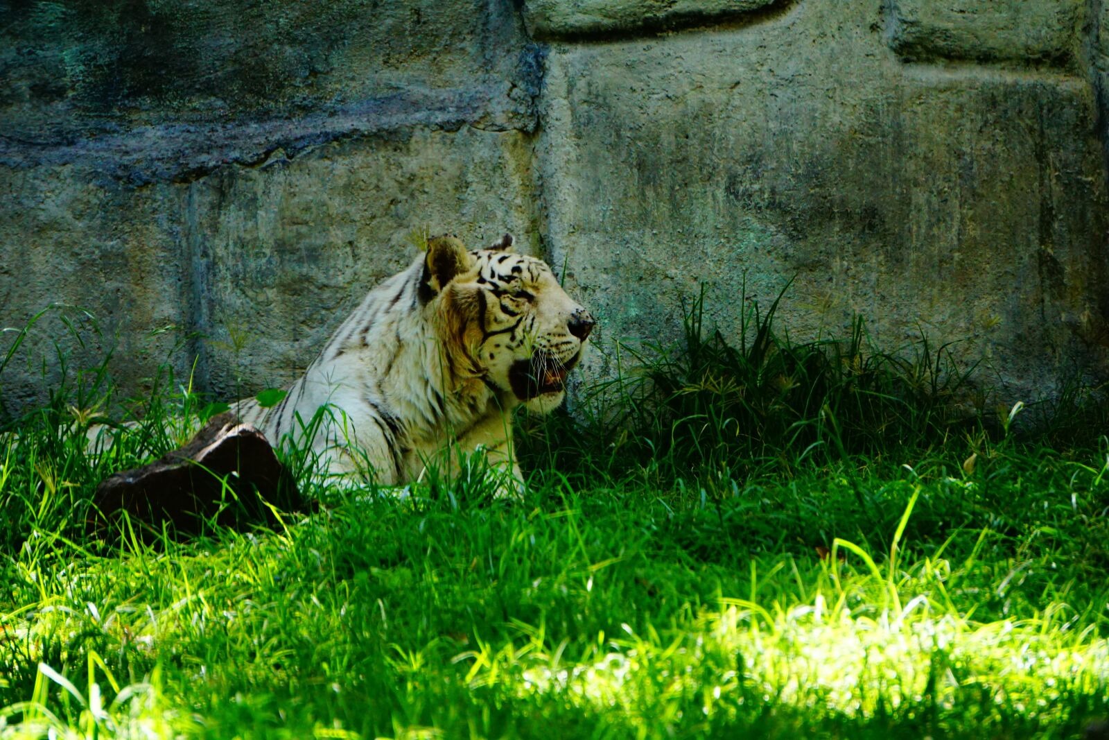 Sony a5100 sample photo. Bengal tiger, savannah, tropical photography