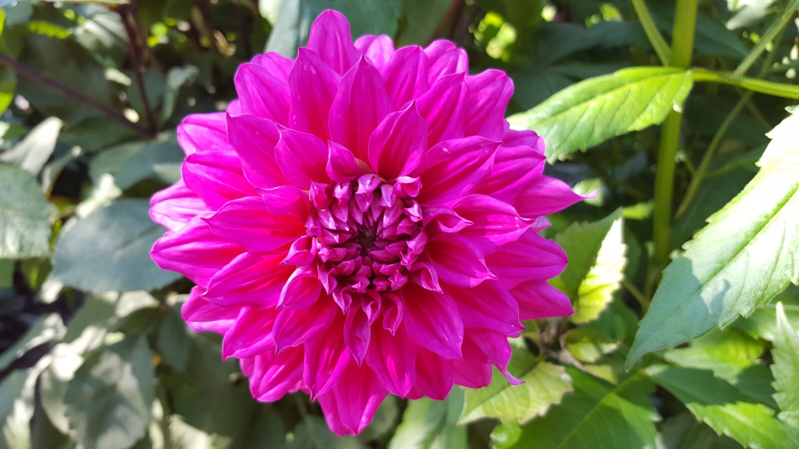 Samsung Galaxy S6 sample photo. Dahlia, engelhardts matador, flower photography