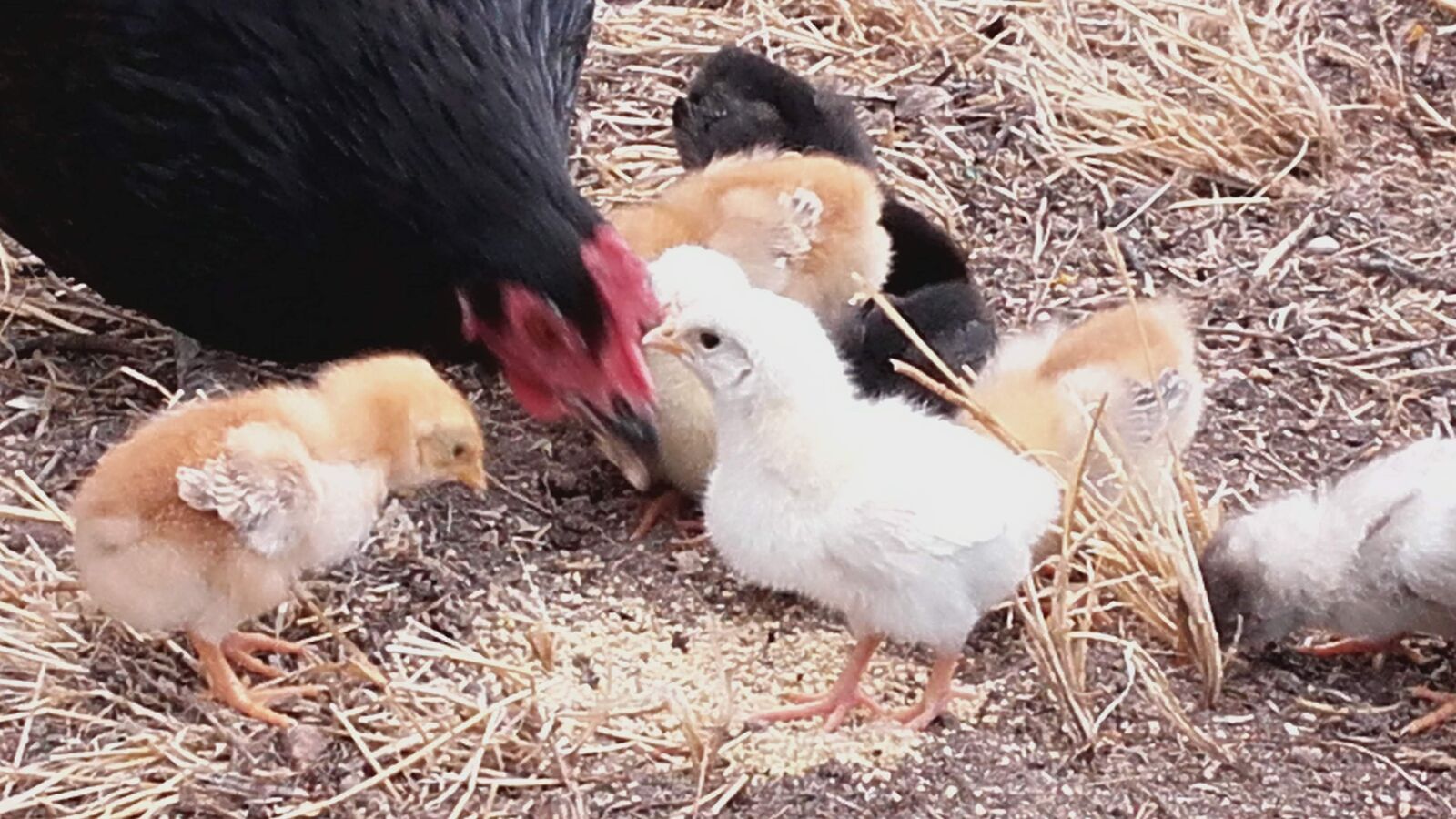 Samsung Galaxy Grand Prime sample photo. Hen, poultry, farm photography