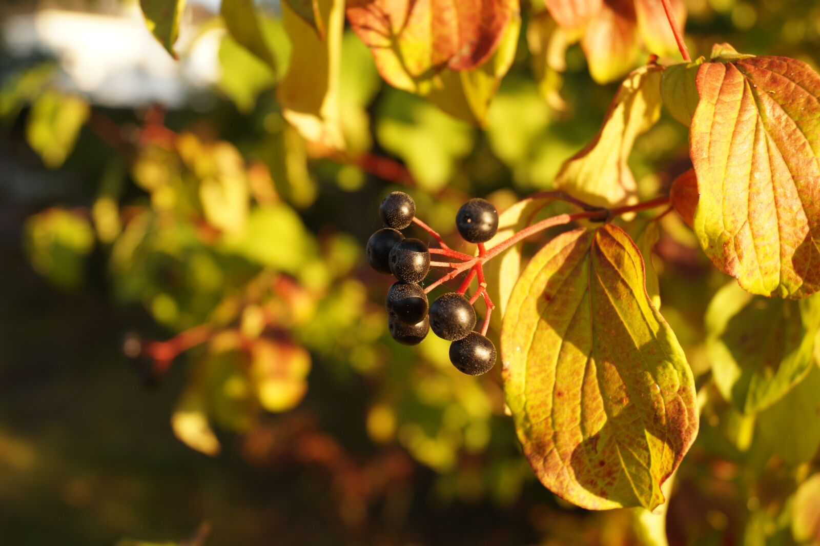 Sony DT 18-55mm F3.5-5.6 SAM II sample photo. Incomplete, black berries, fruits photography
