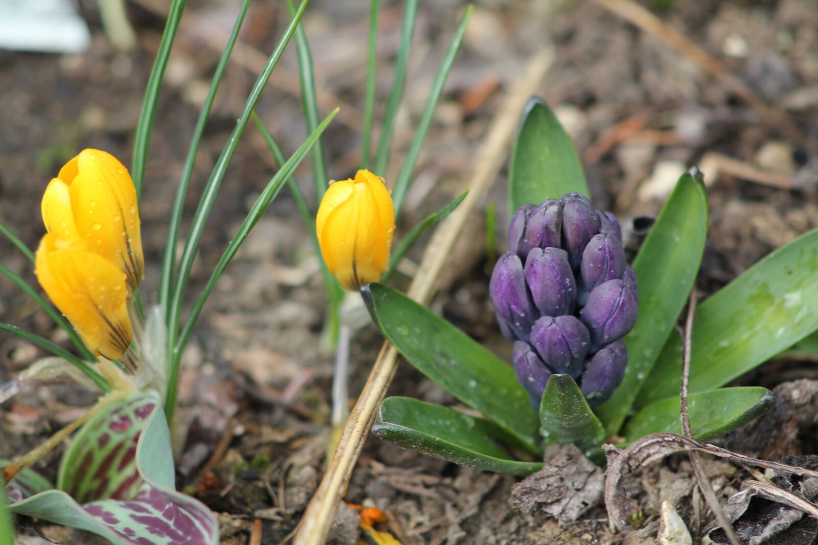 Canon EOS 550D (EOS Rebel T2i / EOS Kiss X4) sample photo. Spring, flower, crocus photography