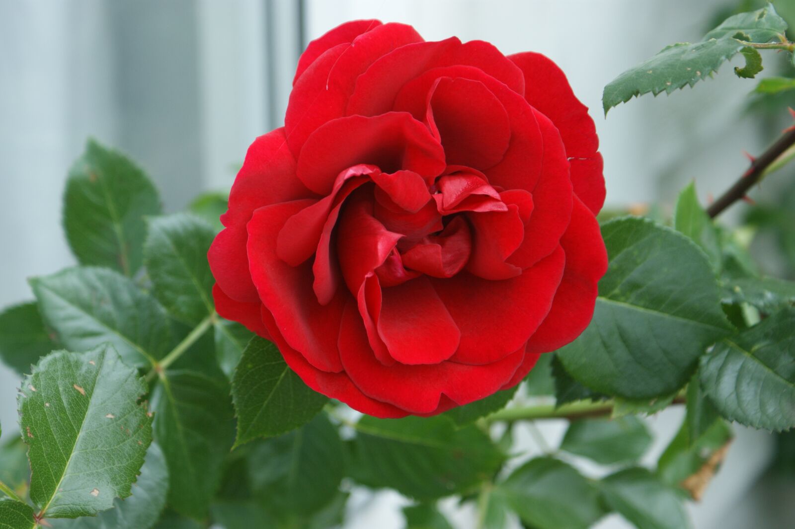 Sony Alpha DSLR-A350 sample photo. Rose, flower, natural photography