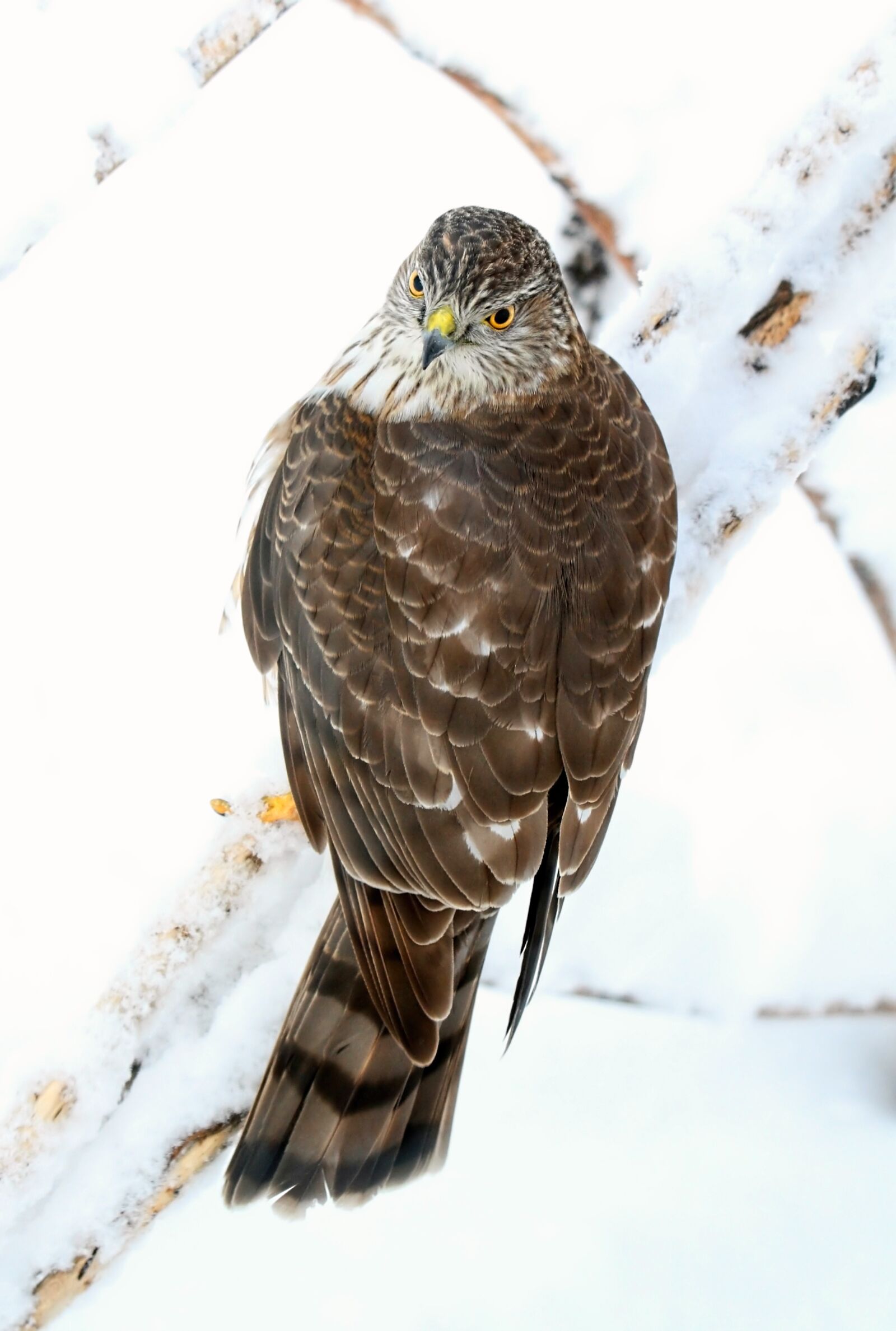 Tamron SP 150-600mm F5-6.3 Di VC USD sample photo. Bird, hawk, sharp shinned photography