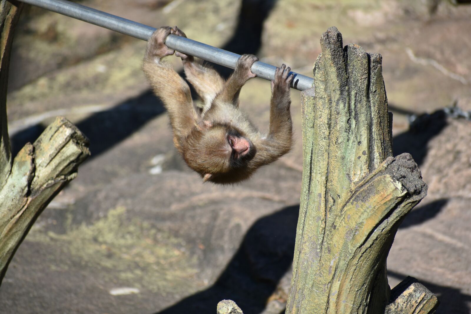 Nikon D7200 sample photo. Animal, zoo, monkey photography