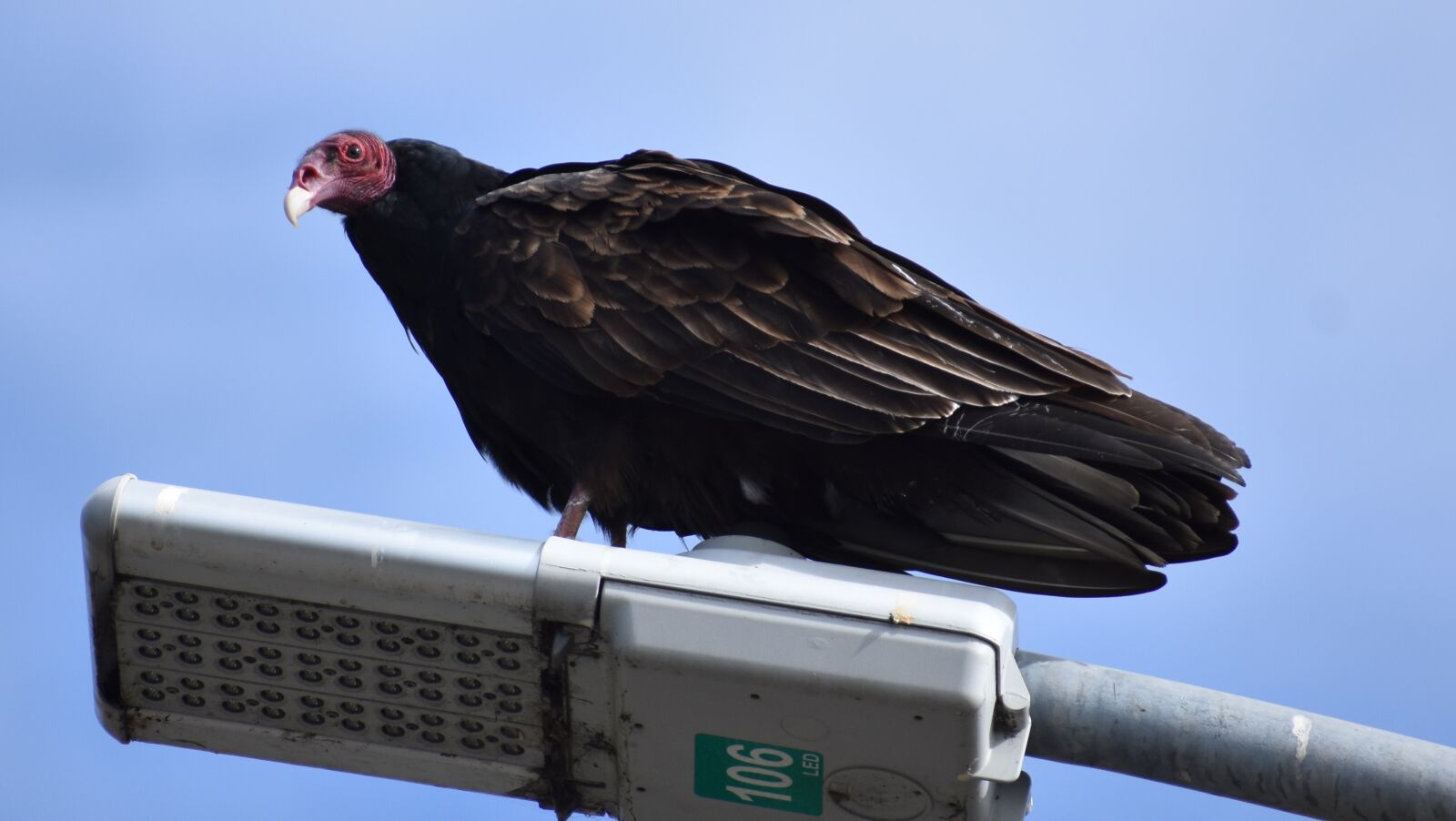 Nikon D3400 sample photo. Turkey buzzard, bird, street photography