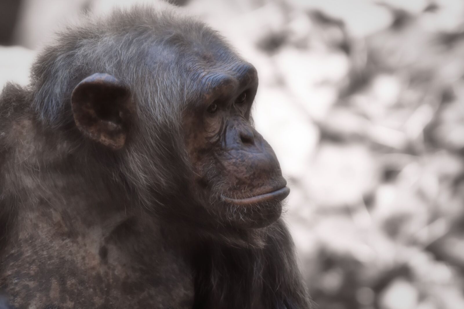 Nikon D7200 sample photo. Chimpanzee, monkey, thoughtful photography