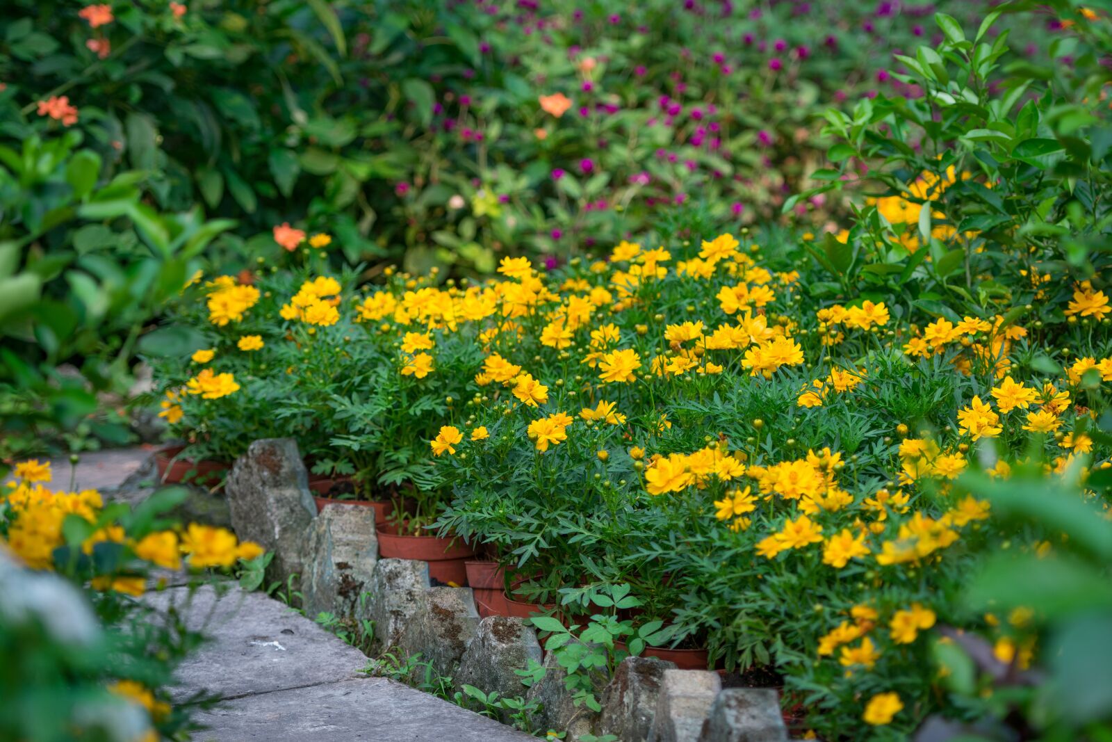 Nikon D3400 sample photo. Flowers, garden, park photography