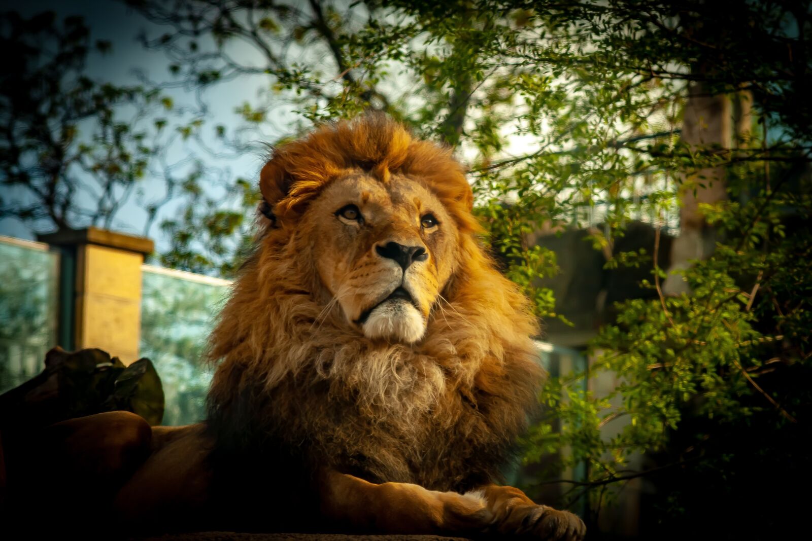 Canon EOS 400D (EOS Digital Rebel XTi / EOS Kiss Digital X) sample photo. Lion, animal, tusks photography