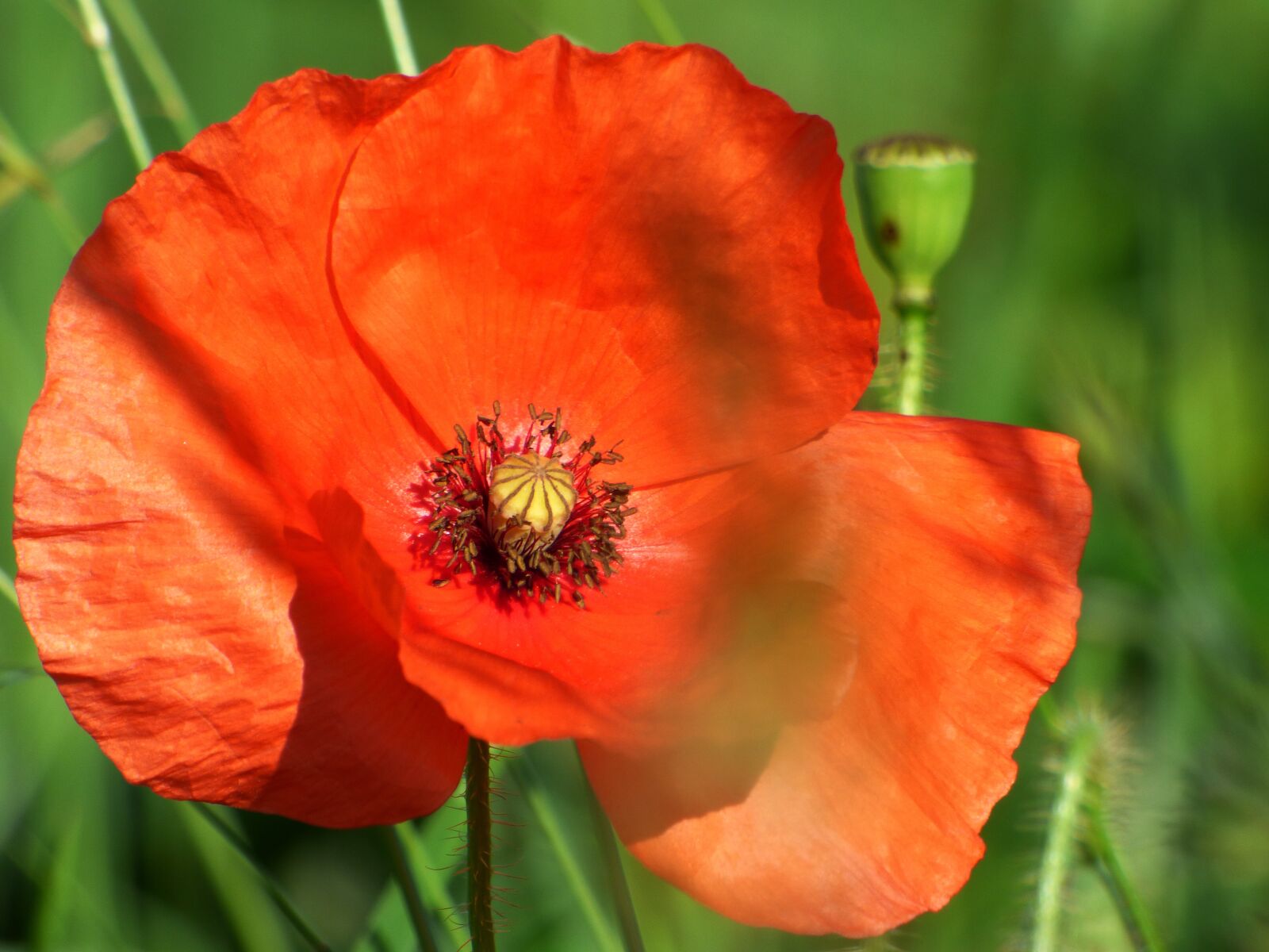 Panasonic DMC-FZ72 sample photo. Flower, poppy, nature photography