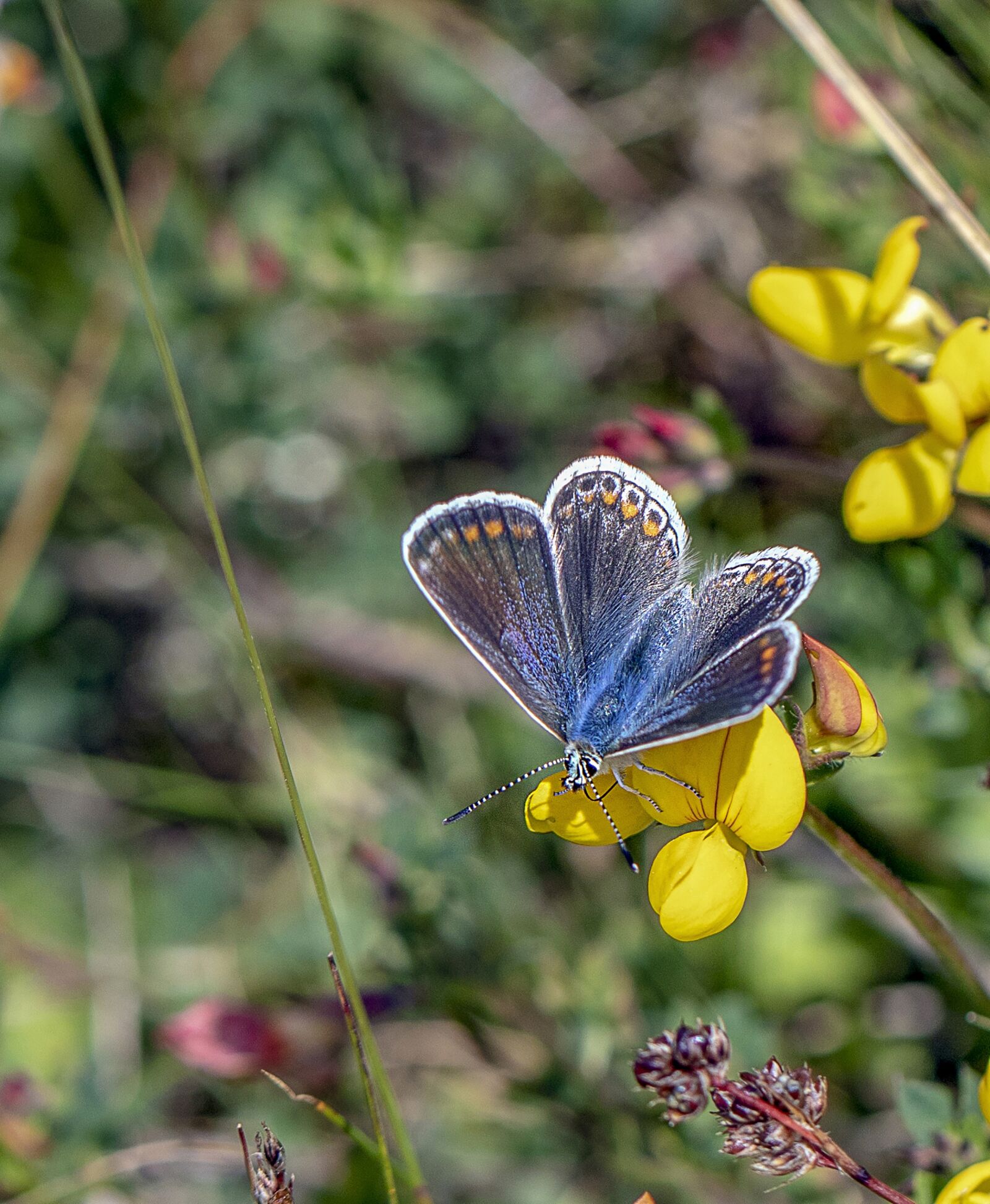 Canon EF 100mm F2.8L Macro IS USM sample photo. Butterfly, common blue, insect photography