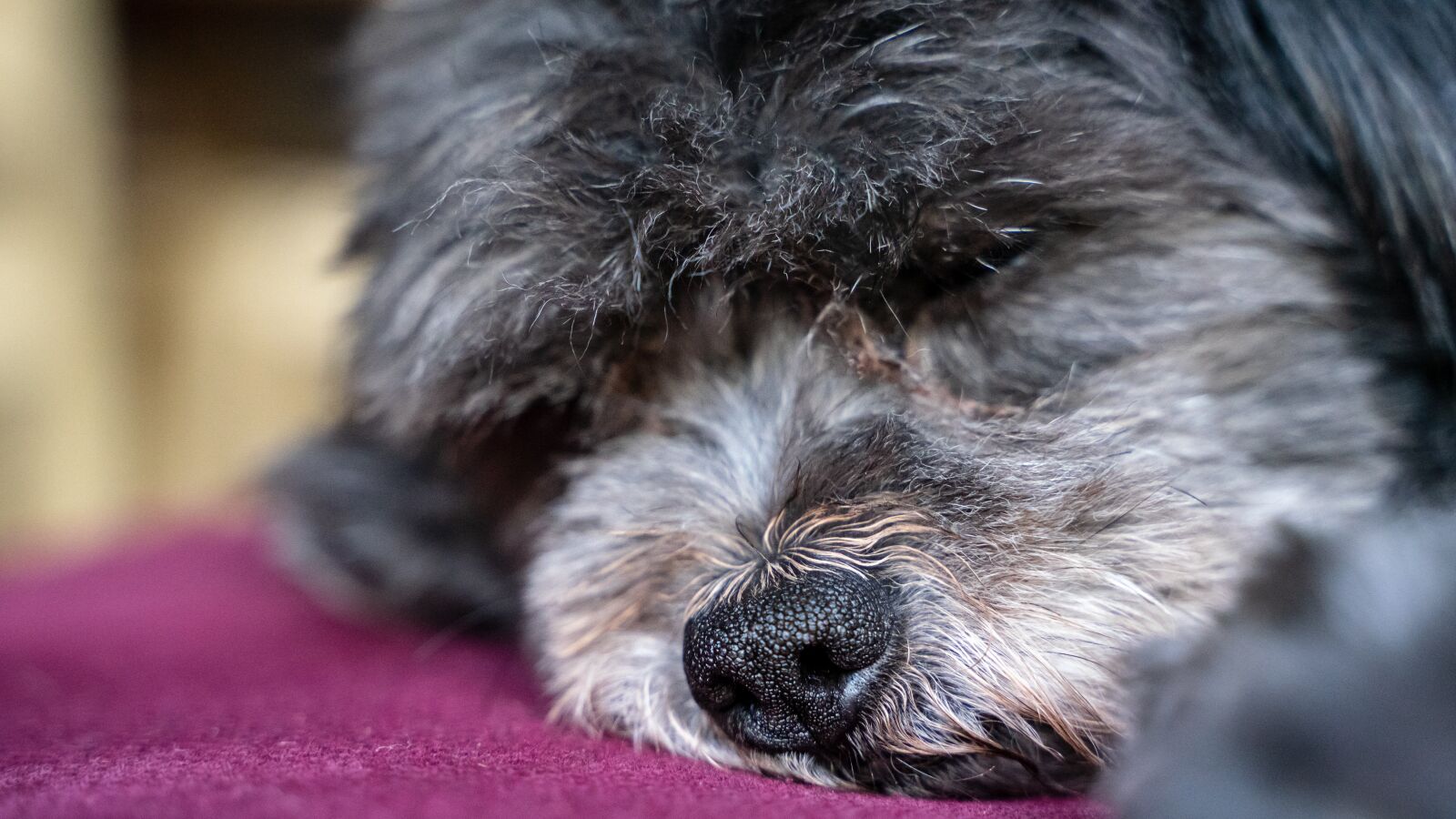 Tamron 28-75mm F2.8 Di III RXD sample photo. Dog, nose, close up photography
