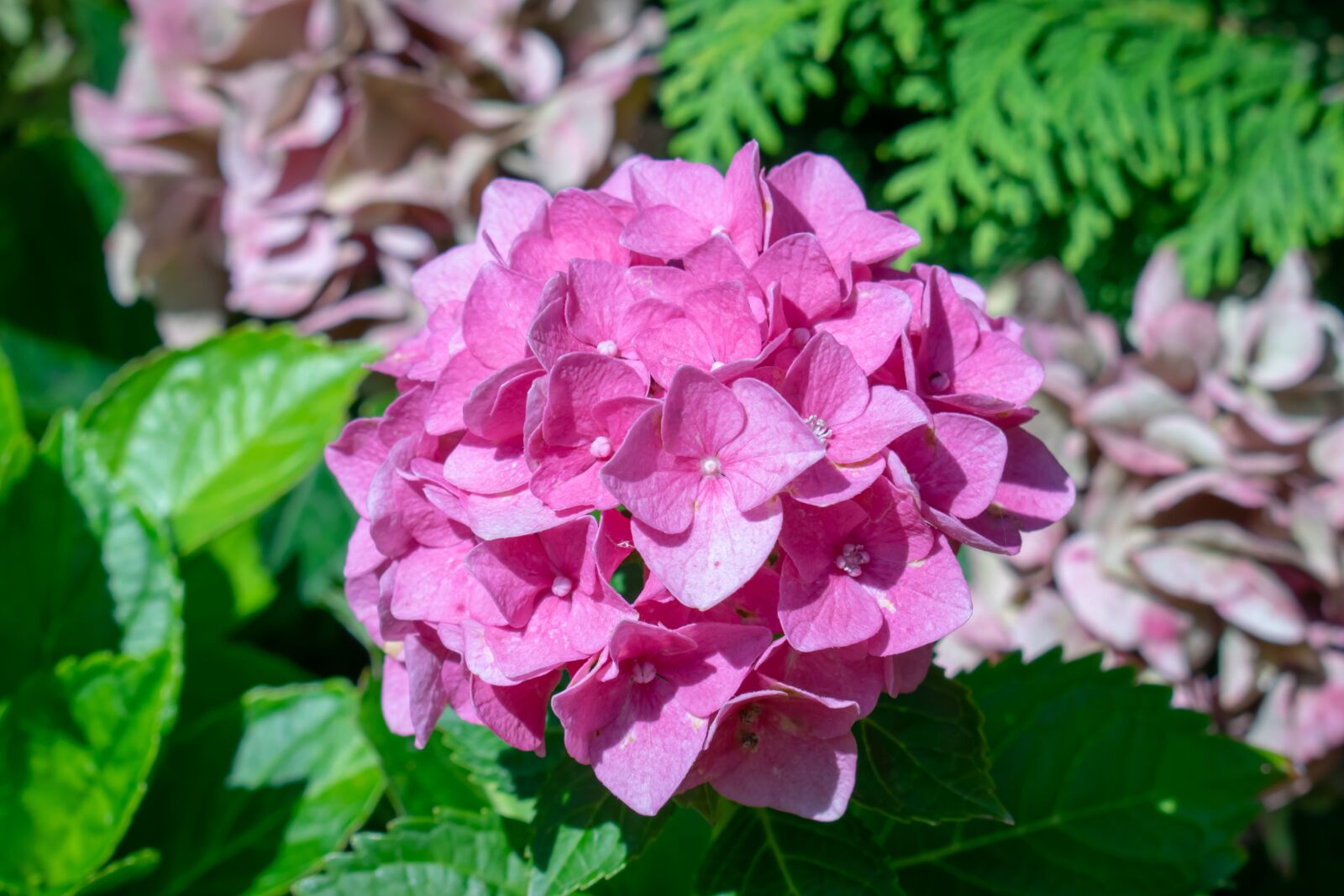 Nikon D3300 sample photo. Flower, nature, garden photography