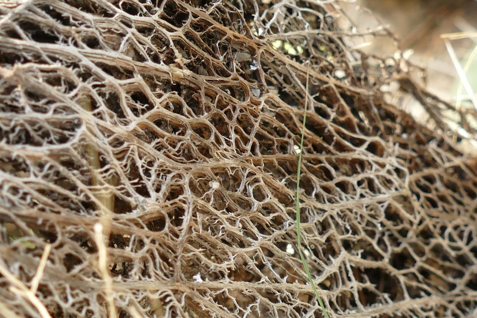 Panasonic Lumix DMC-FZ1000 sample photo. Structure, texture, fiber photography