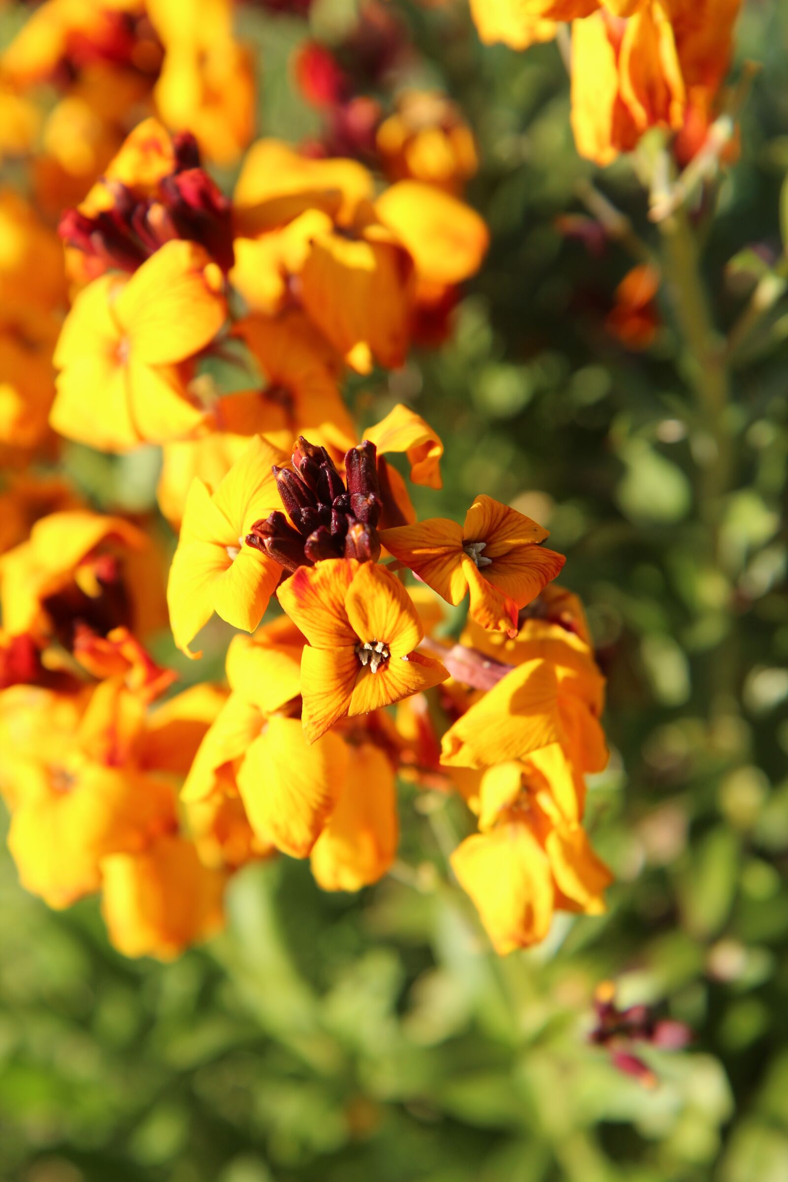 Canon EOS 600D (Rebel EOS T3i / EOS Kiss X5) sample photo. Wallflower, yellow flowers, spring photography