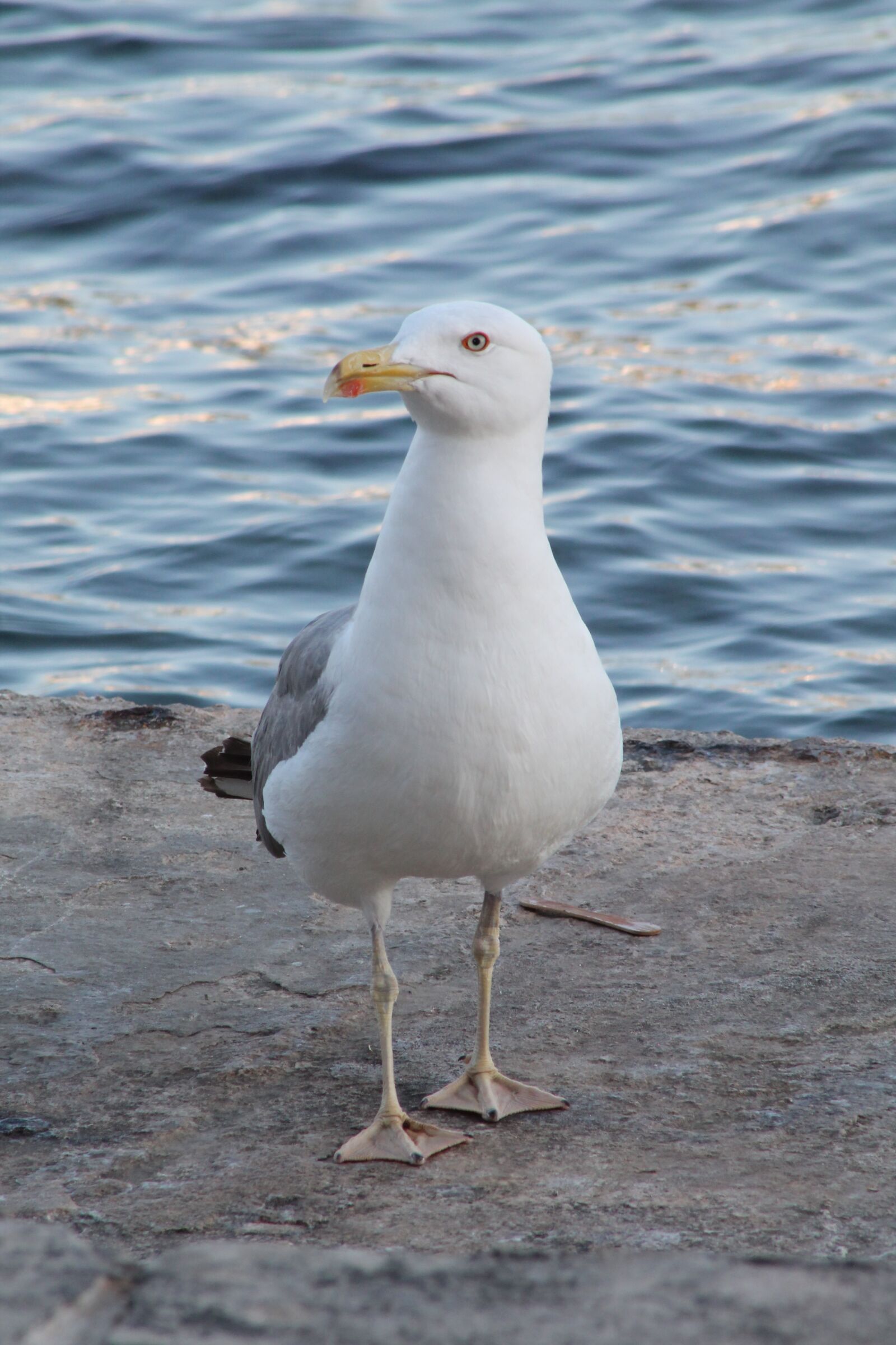 Canon EF75-300mm f/4-5.6 sample photo. Seagull, animal water bird photography