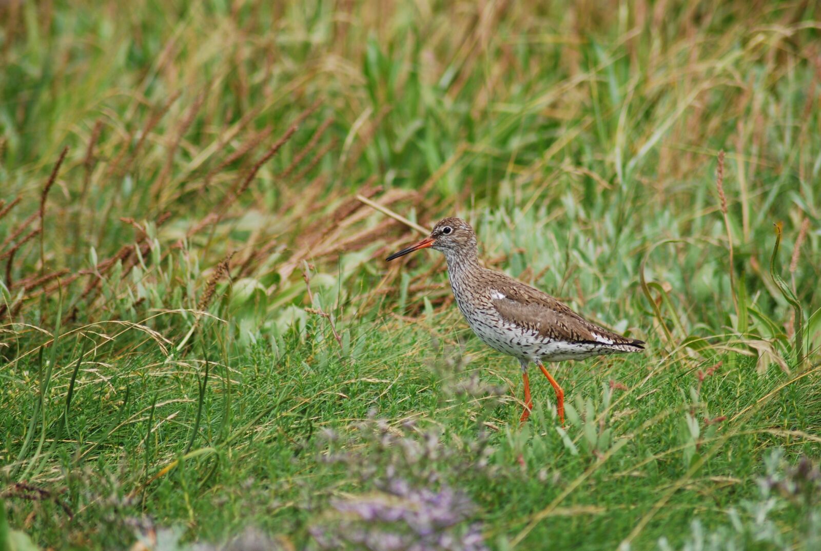 Nikon D60 sample photo. Redshank, snipe, bird photography