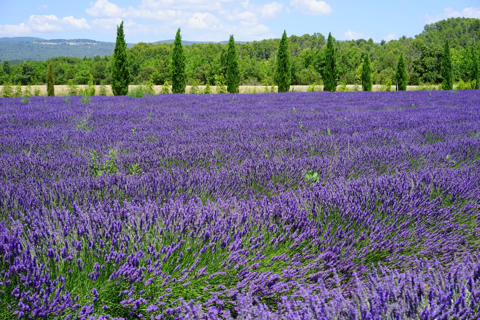 Sony a7 sample photo. Lavender, lavender field, lavender photography