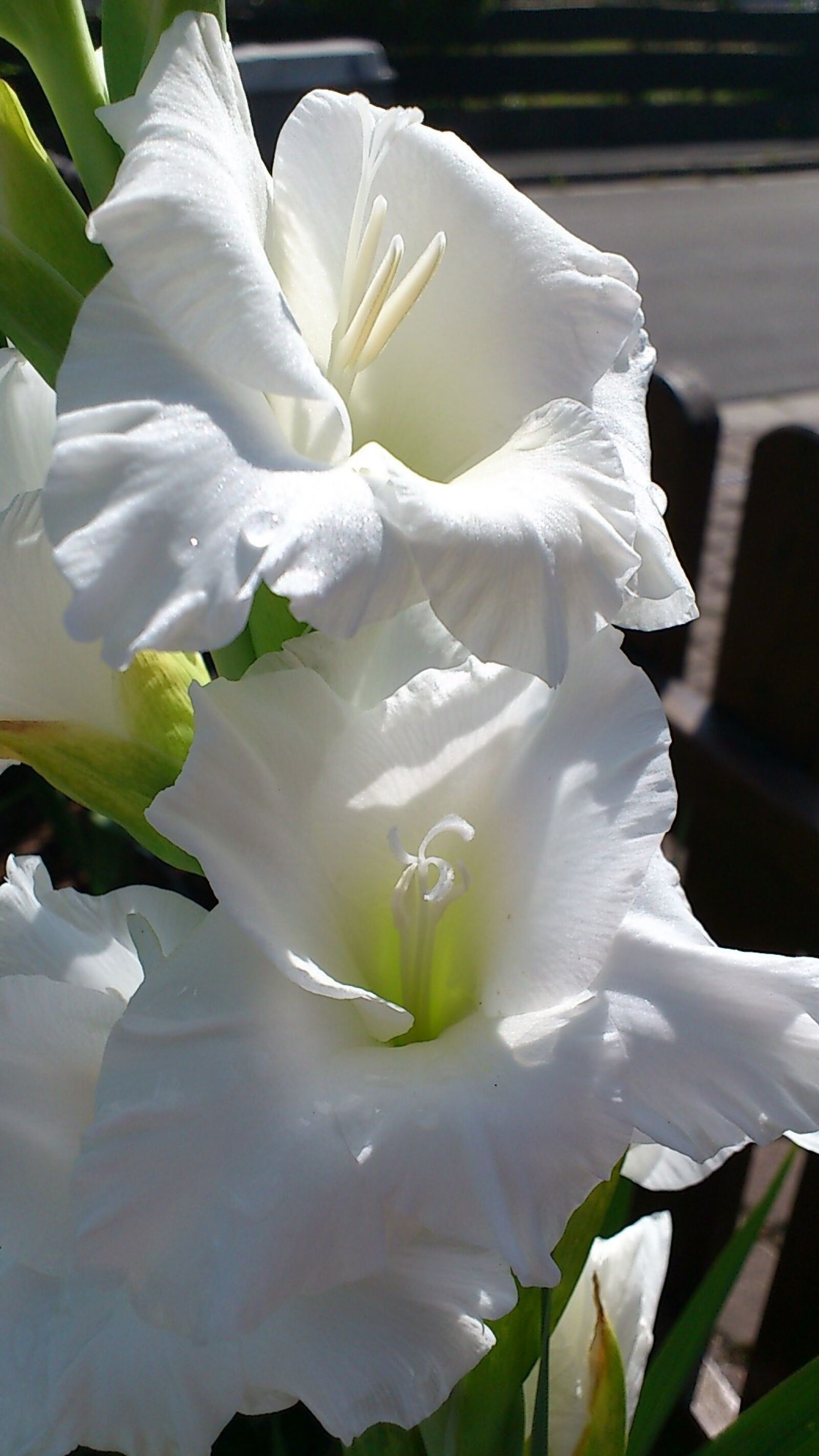 Sony Ericsson Xperia Arc sample photo. Gladiolus, flower, white photography