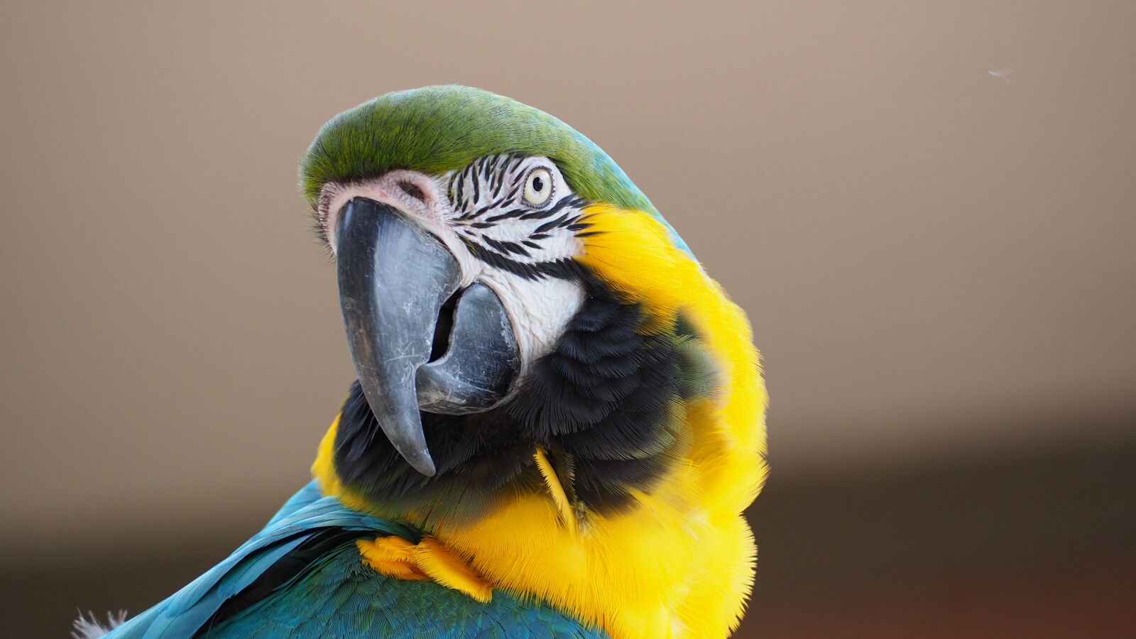 Olympus OM-D E-M10 II sample photo. Macaw, blue, yellow photography