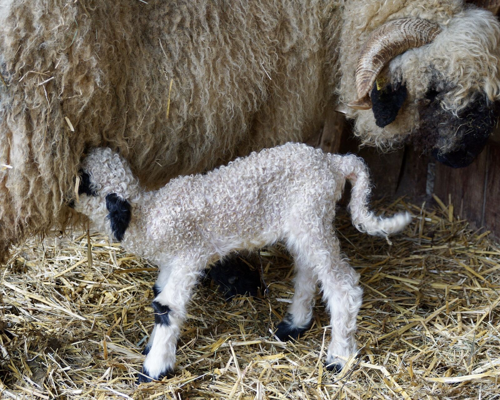 Sony DT 55-300mm F4.5-5.6 SAM sample photo. Black nosed sheep, sheep photography