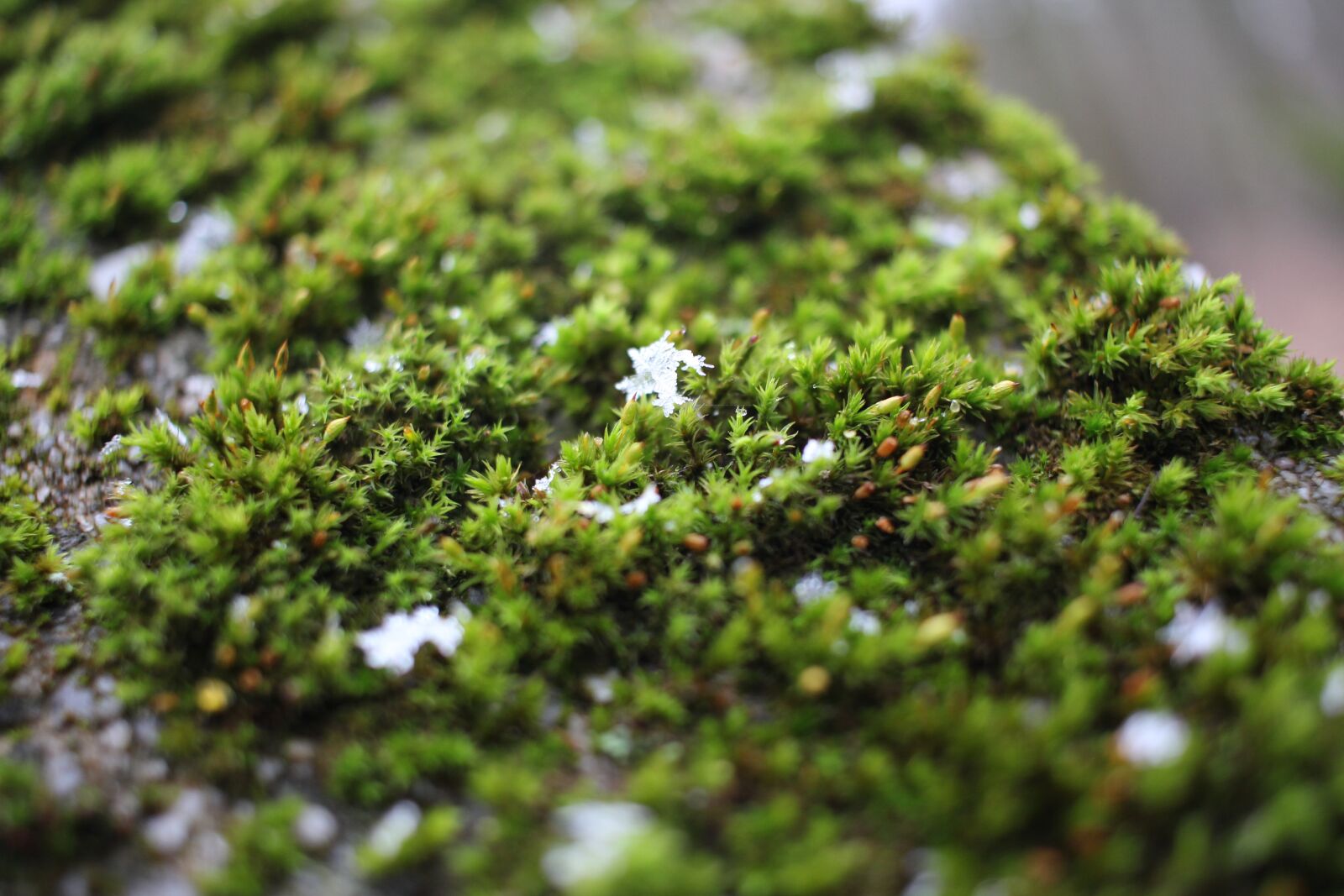 Canon EF-S 24mm F2.8 STM sample photo. Moss, green, winter photography