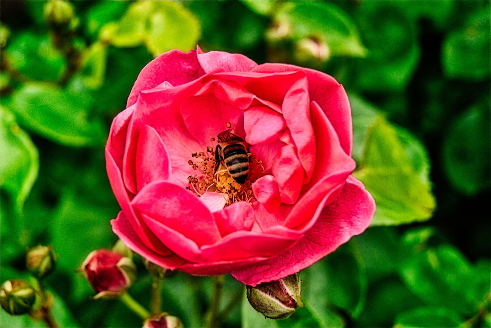 Sony Alpha DSLR-A290 sample photo. Pink, bee, green photography