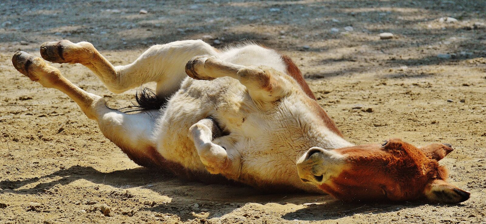 Nikon D3200 sample photo. Donkey, animal, play photography