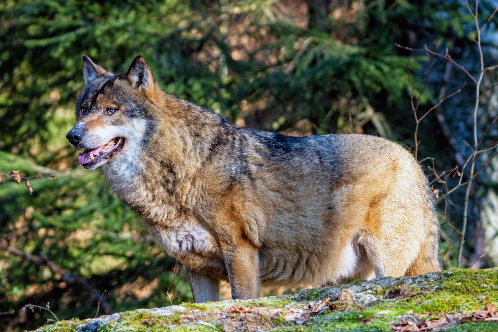 Nikon D7200 sample photo. Wolf, national park, animal photography